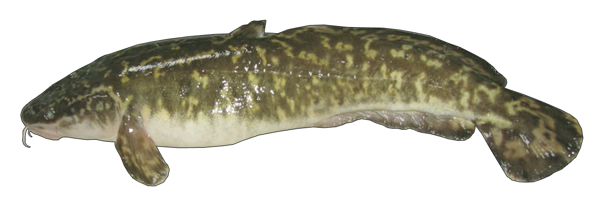 Burbot Goby Fishing Bait