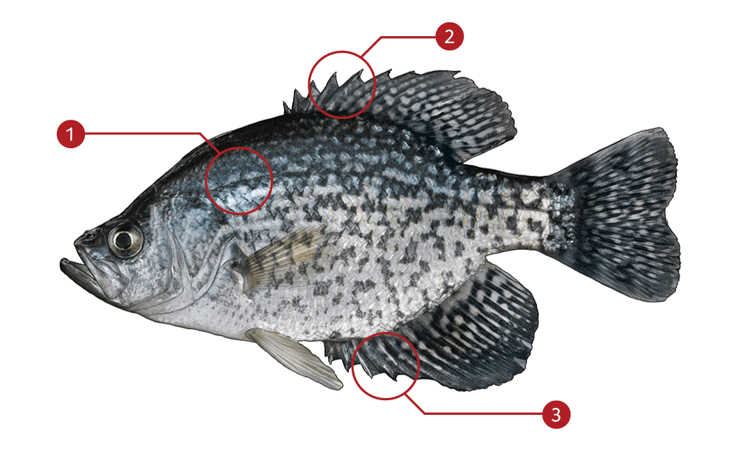 Smallmouth-bass-identification