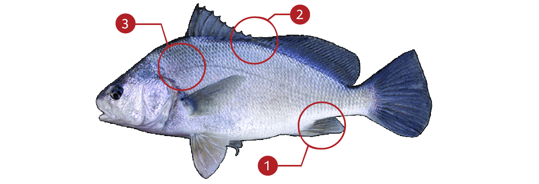 Smallmouth-bass-identification