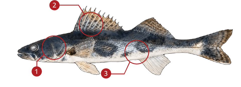 Smallmouth-bass-identification