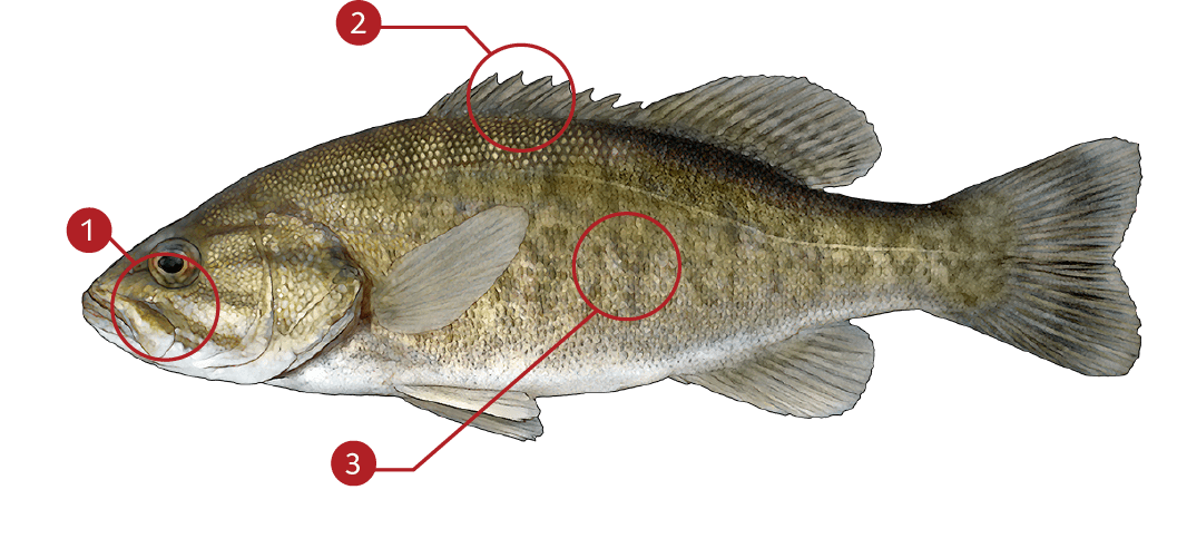 Smallmouth-bass-identification