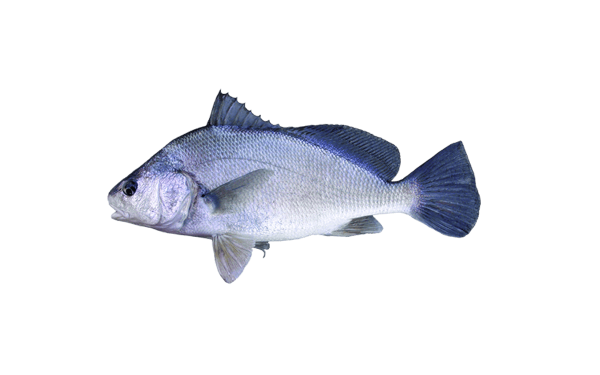 Freshwater Drum