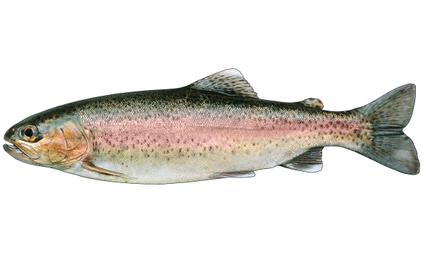 Rainbow Trout