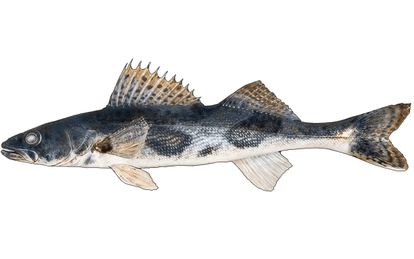 Sauger