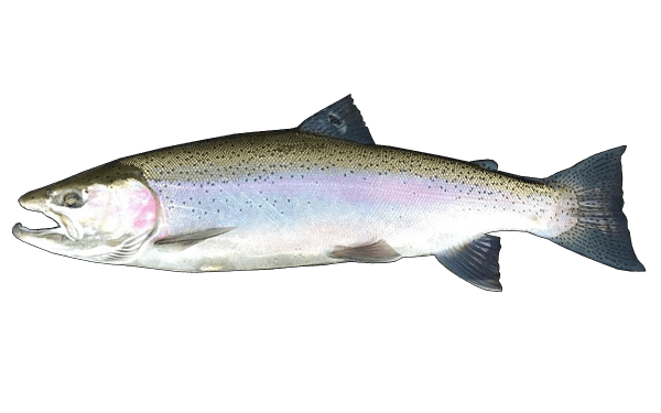 Steelhead