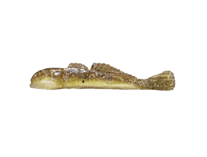 Natural Goby/Silver Belly (011) (+CAD$1.00)